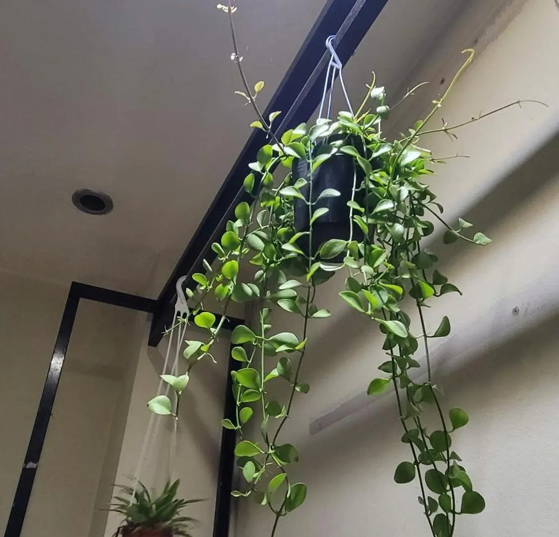 Hostel Homestay Fairy'S House Ho Chi Minh City Vietnam